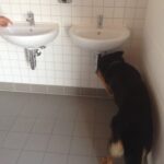 Handyspürhund - Basis Einsatz eines Handyspürhunde Team